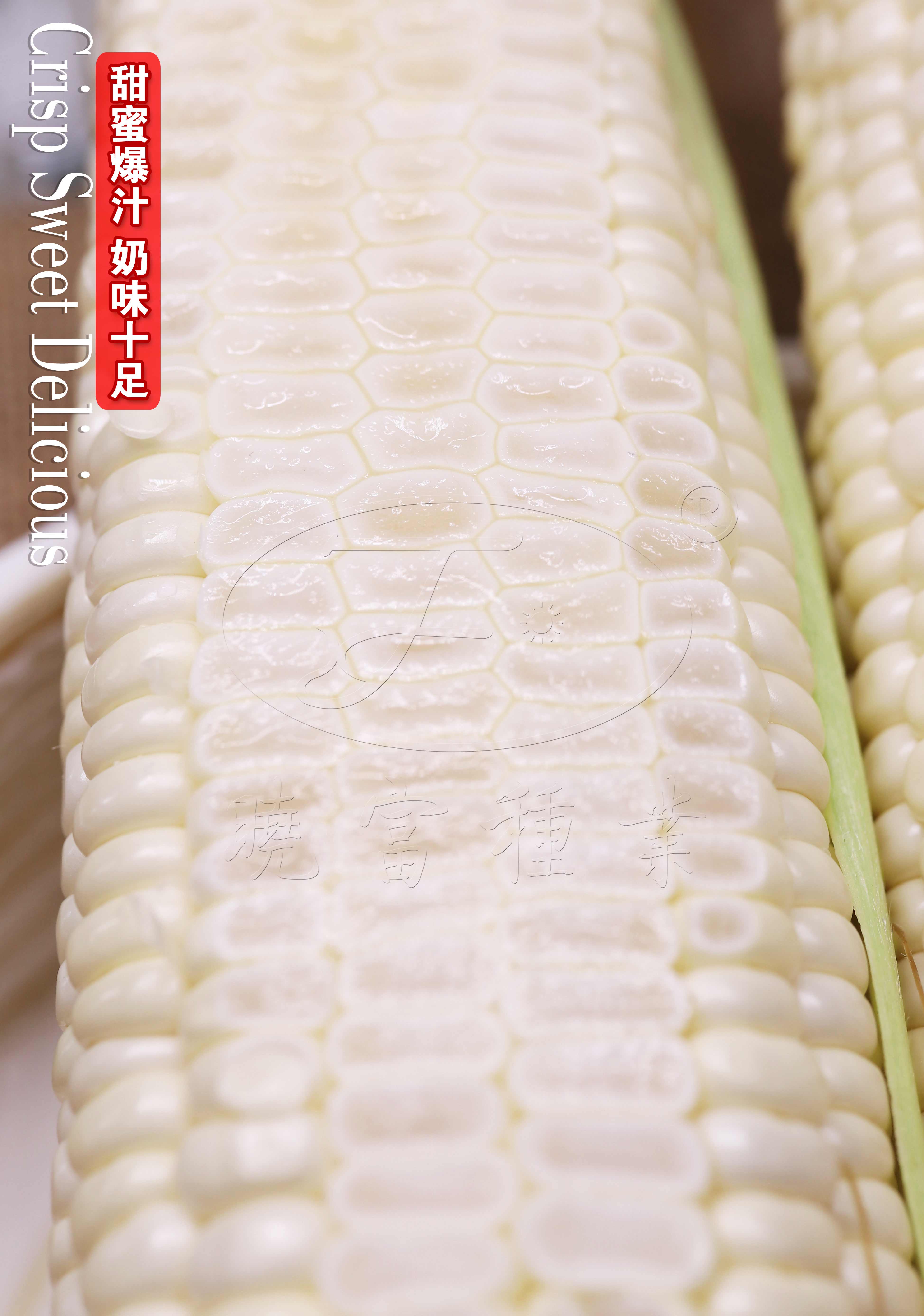 1608451246204991.jpg 2.jpg